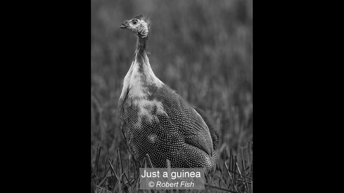 Just a guinea